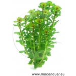 Rotala indica - Kolovka indická – Hledejceny.cz