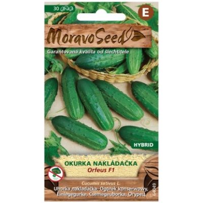 MoravoSeed CZ a.s. MoravoSeed Okurka nakládačka ORFEUS F1 – Zboží Mobilmania