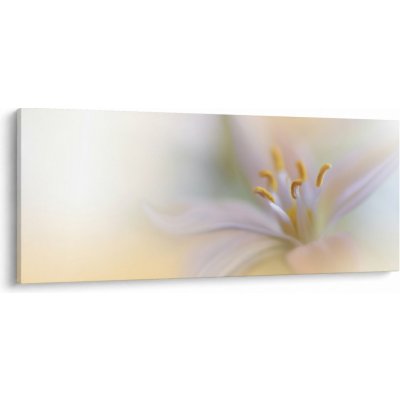 Obraz - Jemný květ, jednodílný 120x50 cm – Hledejceny.cz
