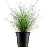 Eleocharis parvula Tropica – Zboží Dáma