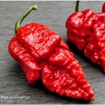 7 Pot Apocalypse – Hledejceny.cz