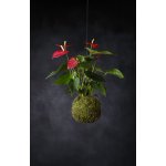 Gardners Kokedama Anthurium červená (L) Anturie, toulitka, prasečí ocásek 1 ks – Hledejceny.cz