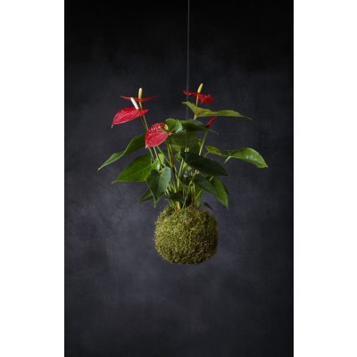 Gardners Kokedama Anthurium červená (L) Anturie, toulitka, prasečí ocásek 1 ks – Hledejceny.cz