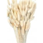 Sušený lagurus bílý 80 g – Zboží Dáma