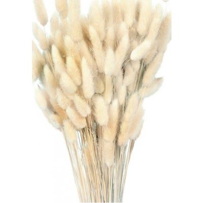 Sušený lagurus bílý 80 g – Zboží Dáma