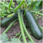 Cuketa Diamant F1 Cucurbita pepo semena cukety 8 ks – HobbyKompas.cz