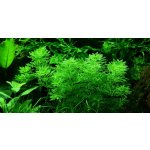 Limnophila sessiliflora - Bahnatka bezstopečná – Zbozi.Blesk.cz