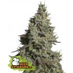 Seedstockers Moby Dick AUTO semena neobsahují THC 1 ks – Zboží Dáma
