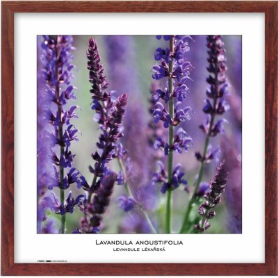 TRADAG Natura 40 x 40 hnědý – Zboží Živě