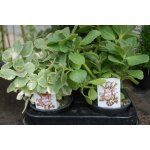 Coleus canina zelená – Zboží Dáma