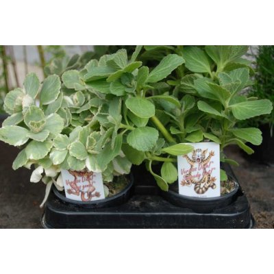 Coleus canina zelená – Zboží Dáma