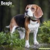 Kalendář Beagle 16-Monats 2025