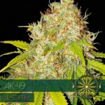 Vision Seeds AK-49 AUTO semena neobsahují THC 3 ks – Zboží Dáma Vision Seeds AK-49 AUTO semena neobsahují THC 3 ks – Zboží Dáma