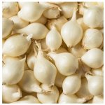 Cibule sazečka Snowball - Allium cepa - cibulky sazečky - 500 g