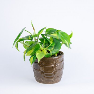 Rozvoz květin: Philodendron scandens Brasil - Mělník – Zboží Mobilmania