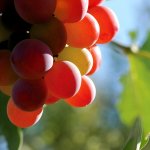 Spring Air náplň do elektrického difuzéru Grapes Hroznové víno Pro difuzér Smart Air 250 ml – Sleviste.cz
