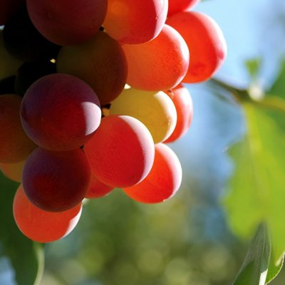 Spring Air náplň do elektrického difuzéru Grapes Hroznové víno Pro difuzér Smart Air 250 ml – Sleviste.cz