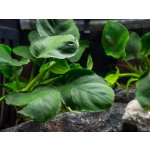 Anubias barteri coin Leaf – Hledejceny.cz
