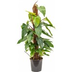Gardners Philodendron Red Emerald s kokosovou vzpěrou, průměr 19 cm Filodendron – Zboží Dáma