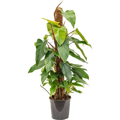 Gardners Philodendron Red Emerald s kokosovou vzpěrou, průměr 19 cm Filodendron – Zboží Dáma