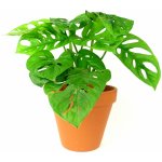 Gardners Monstera adansonii Monkey Mask, průměr 12 cm Monstera, Adansonova monstera, Švýcarský sýr – Zboží Mobilmania