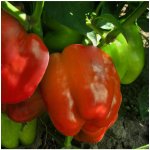 Paprika Granova - Capsicum annuum - semena - 50 ks – Zboží Dáma