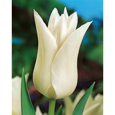 Tulipán 'White Triumphator' 5 ks – Zboží Dáma