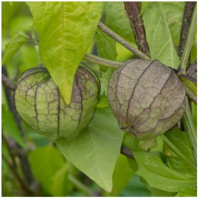 Mochyně dužnoplodá - Tomatillo - Physalis philadelphica - semena mochyně - 5 ks – Hledejceny.cz