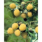 Maliník žlutý podzimní BIO 'Golden Everest' FloraSelf Floralie Gardening with kids květináč Ø 13 cm – Hledejceny.cz