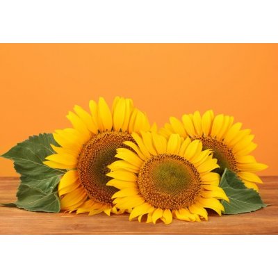 WEBLUX 45286200 Fototapeta vliesová sunflowers on yellow background slunečnice na žlutém pozadí rozměry 145 x 100 cm – Zboží Mobilmania