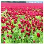 Jetel nachový Kardinál (inkarnát) 500g – Zboží Mobilmania