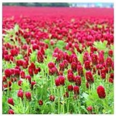 Jetel nachový Kardinál (inkarnát) 500g – Zboží Mobilmania