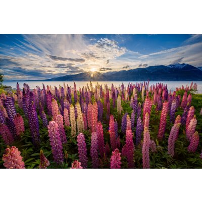 Plakát, Obraz - Lupins lakeside, James Zhen Yu, 40 × 26.7 cm – Hledejceny.cz