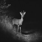 Albi Noční dalekohled – Sleviste.cz