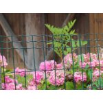 Svařované pletivo, drát 2,5 mm, oko 100x50, výška 80 cm, 25 m, zelená – Zboží Mobilmania