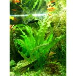 Aponogeton crispus - Kalatka kadeřavá – Zboží Dáma