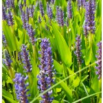 Pontederia cordata "Pink Pons" – košík 9x9 cm (Modráska srdčitá) – Zboží Dáma