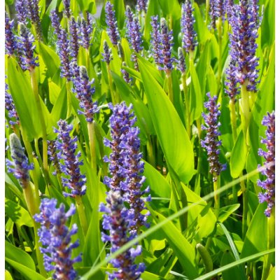 Pontederia cordata "Pink Pons" – košík 9x9 cm (Modráska srdčitá) – Zboží Dáma