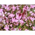 Gaura lindh. 'Geyser® Pink' Velikost hrnku: 2l fialo – Zboží Dáma