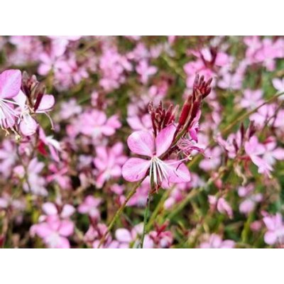 Gaura lindh. 'Geyser® Pink' Velikost hrnku: 2l fialo – Zboží Dáma