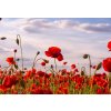 Tapety WEBLUX Samolepka fólie Anzac Day memorial poppies. Field of red poppy flowers to honour fallen veterans soldiers in battle of Anzac armistice day. Wildflowers blooming po 145 x 100 cm