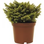 Smrk ztepilý FloraSelf Picea abies 'Little Gem' výška 15-20 cm květináč 2 l – Hledejceny.cz