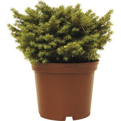 Smrk ztepilý FloraSelf Picea abies 'Little Gem' výška 15-20 cm květináč 2 l – Hledejceny.cz