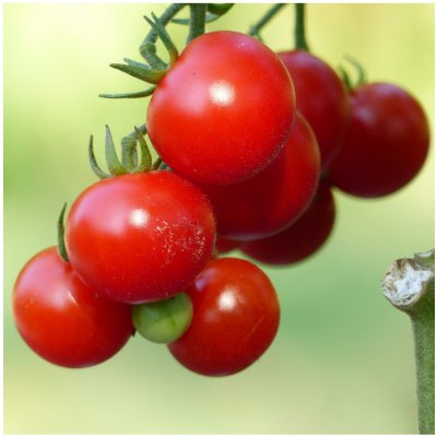 Rajče Sweet Aperitif - Solanum lycopersicum - prodej semen - 6 ks – Zbozi.Blesk.cz
