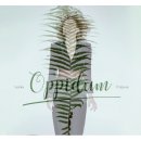 Lenka Filipová - Oppidium, CD