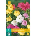 851286/8602 Nocenka zahradní (Mirabilis Jalapa) směs 5ks – Sleviste.cz