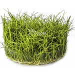 Eleocharis minima - Bahnička nejmenší – HobbyKompas.cz