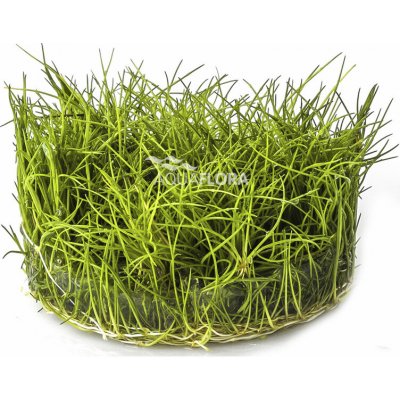 Eleocharis minima - Bahnička nejmenší – HobbyKompas.cz