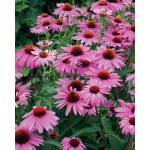 GREENBOSS FLOWER Echinacea purpurea "Deep Rose" Průměr květináče: 9 až 12 cm – Zboží Dáma