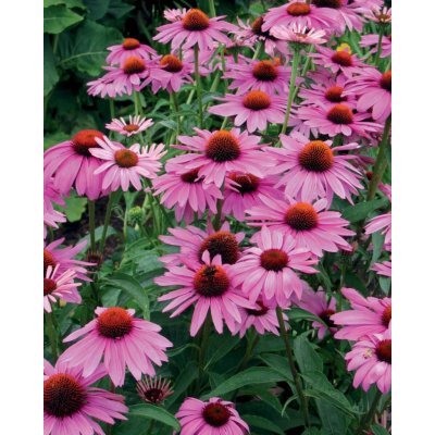 GREENBOSS FLOWER Echinacea purpurea "Deep Rose" Průměr květináče: 9 až 12 cm – Zboží Dáma